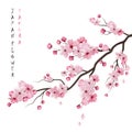 Realistic Sakura Branch Royalty Free Stock Photo