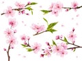 Realistic sakura branches. Blossom cherry branch flowers, asian flowering peach japanese tree in korea or chinese, pink Royalty Free Stock Photo