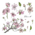 Realistic sakura hand drawn set with buds, flowers, leaves, branch. Colorful vintage style illustration.