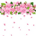 Realistic sakura japan cherry or apple tree branch with blooming flowers. Pink flowers border with falling petals on Royalty Free Stock Photo