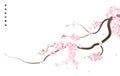 Realistic sakura japan cherry branch with blooming flowers. Vector illustration Royalty Free Stock Photo