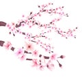 Realistic sakura japan cherry branch with blooming flowers vector illustration Royalty Free Stock Photo