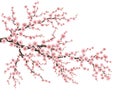 Realistic sakura japan cherry branch. EPS 10 Royalty Free Stock Photo