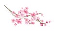 Vector realistic sakura tree twig with pink petal Royalty Free Stock Photo
