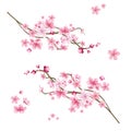 Vector realistic sakura tree with pink petal Royalty Free Stock Photo