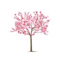 Vector realistic sakura tree with pink petal Royalty Free Stock Photo