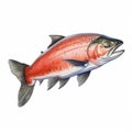 Realistic Salmon Illustration On White Background