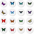 Realistic Sangaris, Birdwing, Morpho Hecuba And Other Vector Elements. Set Of Moth Realistic Symbols Also Includes Julia Royalty Free Stock Photo