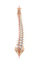 Realistic Scoliosis Spine Composition