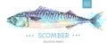 Realistic Scomber fish on artistic watercolor background. Seafood menu design