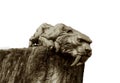 Statue of a Saber-toothed Tiger Isolated Royalty Free Stock Photo