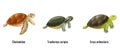 Realistic Sea Turtles