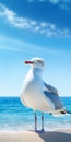 Realistic Seagull On Beach: Blue Skies, Soft-focus Portraits, Creative Commons