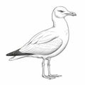 Realistic Seagull Drawing With Bold Black Outlines