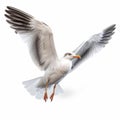 Realistic Seagull In Flight Vector Image - Free Download