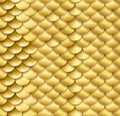 Realistic seamless golden fish snake scales background vector texture pattern in golden colors. Yellow gold wildlife Royalty Free Stock Photo