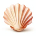 Realistic Seashell Illustration On White Background