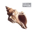 Realistic seashell isolated