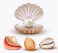 Realistic seashells. Mollusk shells ocean beach objects luxury pearls open concha vector collection Royalty Free Stock Photo