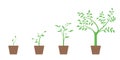 Realistic set of vector illustrations of growth phases of green plant and tree in pot,