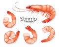 Realistic shrimp set isolated on white background, prawns fresh sea food appetizer, vector illustration. Royalty Free Stock Photo