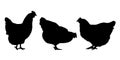 Realistic silhouettes of three hens and chickens - isolated on a