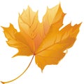 Realistic single autumn fall yellow maple leaf isolated on white