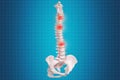 Realistic skeletal human spine and vertebral column or intervertebral discs on a dark background. Lower back pain. Vertebral