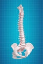 Realistic skeletal human spine and vertebral column or intervertebral discs on a dark background. Lower back pain. Vertebral