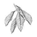 Realistic sketch of cherry leaves. Several leaves of a cherry tree on one branch. Botanical illustration. Hand-drawn and isolated