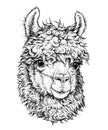 Realistic sketch of LAMA Alpaca, black and white drawing, isolated on white