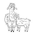 Realistic sketch of LAMA Alpaca, black and white drawing, isolated on white Royalty Free Stock Photo