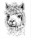 Realistic sketch of LAMA Alpaca, black and white drawing, isolated on white Royalty Free Stock Photo