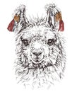 Realistic sketch of LAMA Alpaca, on white Royalty Free Stock Photo