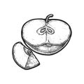 A realistic sketch of a sliced apple seeds. Vector