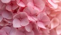 A pink hydrangea petals, showcasing their delicate beauty