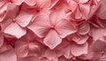 A pink hydrangea petals, showcasing their delicate beauty