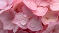 A pink hydrangea petals, showcasing their delicate beauty