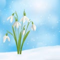 Snow Drop Flower Composition Royalty Free Stock Photo