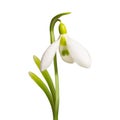 Realistic snowdrop flower Royalty Free Stock Photo