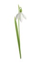 Realistic Snowdrop Illustration