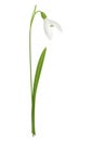 Realistic Snowdrop Illustration