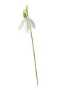 Realistic Snowdrop Illustration