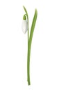 Realistic Snowdrop Illustration Royalty Free Stock Photo