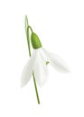 Realistic Snowdrop Illustration