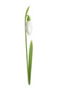 Realistic Snowdrop Illustration Royalty Free Stock Photo