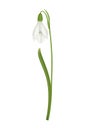 Realistic Snowdrop Illustration Royalty Free Stock Photo