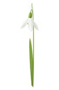 Realistic Snowdrop Illustration Royalty Free Stock Photo