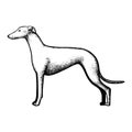 Realistic spanish greyhound