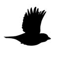 Realistic sparrow flying. Monochrome vector illustration of black silhouette of little bird sparrow isolated on white